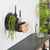 Estante de madera redondo de pared Ø 30 cm colgado en la pared con plantas